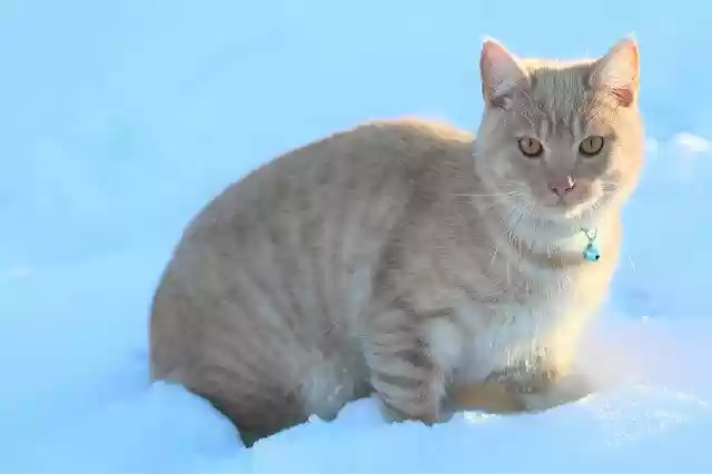 Free download Cat Snow Fun -  free photo or picture to be edited with GIMP online image editor