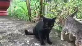 Free download Cats Pet -  free video to be edited with OpenShot online video editor