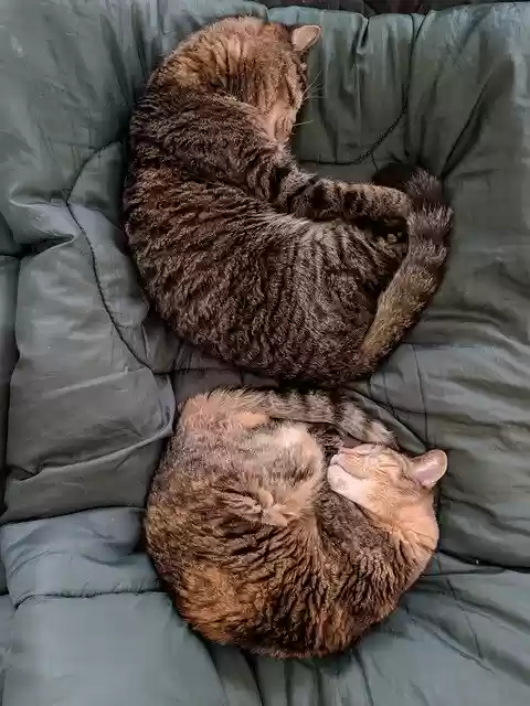 Free download Cats Sleep Pet -  free photo or picture to be edited with GIMP online image editor