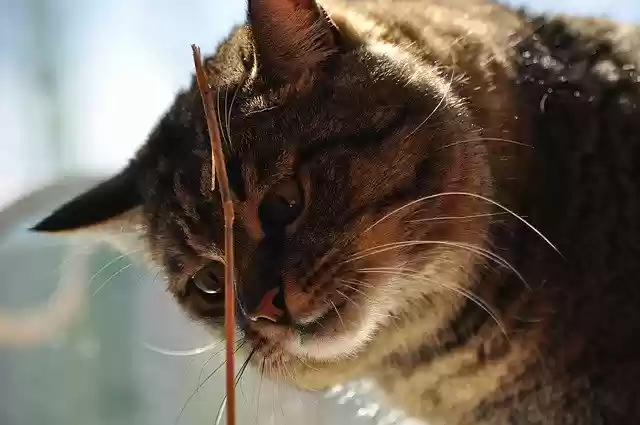 Free download Cat Straw To Learn -  free photo or picture to be edited with GIMP online image editor