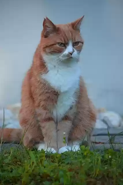 Free download Cat Sun Fur -  free photo or picture to be edited with GIMP online image editor