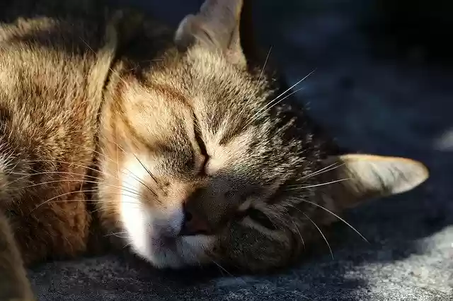 Free download Cat Tabby Animal -  free photo or picture to be edited with GIMP online image editor