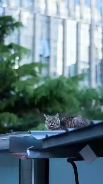 Free download cat tabby cat sleep urban rest free picture to be edited with GIMP free online image editor