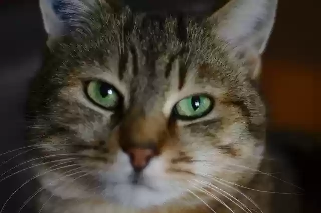 Free download Cat Tabby Eyes -  free photo or picture to be edited with GIMP online image editor