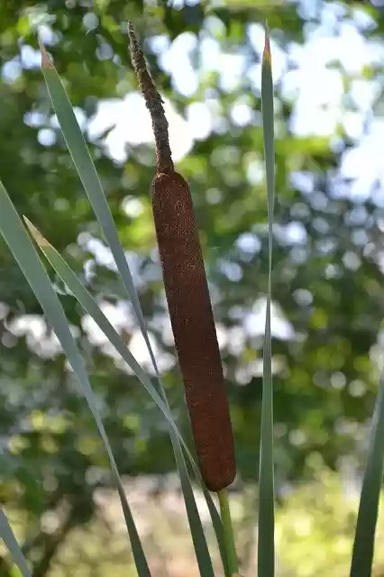 Free download Cattail Reed Plant -  free photo or picture to be edited with GIMP online image editor
