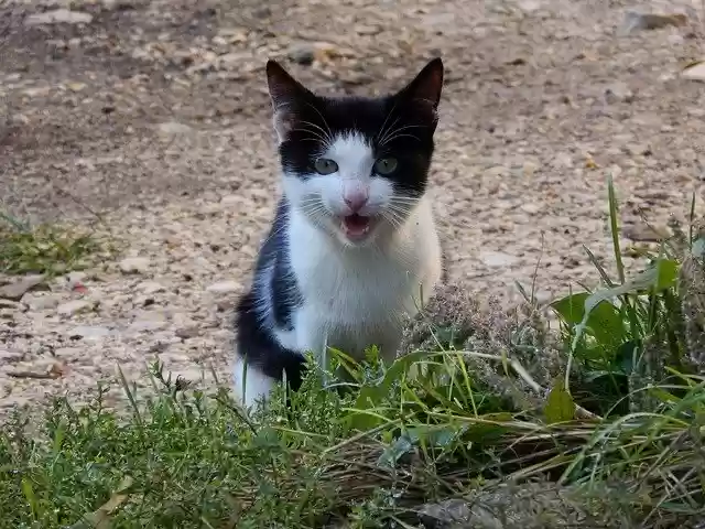 Free download Cat The Animals Of House -  free photo or picture to be edited with GIMP online image editor