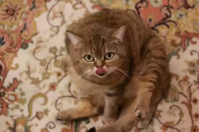 Free download Cat The Language Carpet -  free photo or picture to be edited with GIMP online image editor