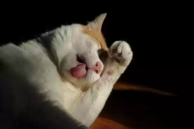 Free download Cat The Language Paw -  free photo or picture to be edited with GIMP online image editor