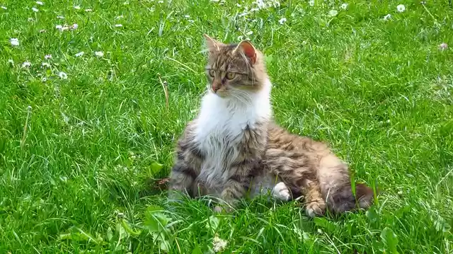 הורדה חינם של חתול גזעי פרוות מיין קון תמונה בחינם לעריכה עם עורך תמונות מקוון בחינם של GIMP