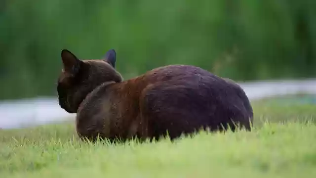 Free download cat tiger cat orange cat pet cute free picture to be edited with GIMP free online image editor