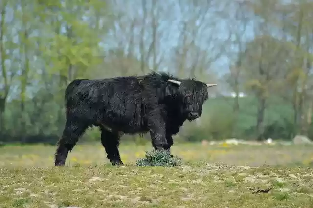 Free download Cattle Cow Expensive -  free photo or picture to be edited with GIMP online image editor