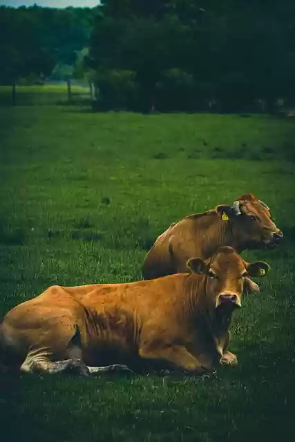 Free download cattle cow limousin beef rural free picture to be edited with GIMP free online image editor