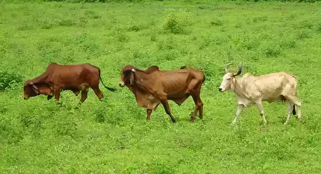 Free download cattle gir breed bull cow brahman free picture to be edited with GIMP free online image editor