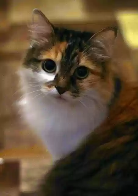 Free download Cat View Eyes -  free photo or picture to be edited with GIMP online image editor