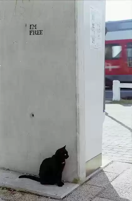 ดาวน์โหลดฟรี cat wait train graffiti ภาพฟรีเพื่อแก้ไขด้วย GIMP โปรแกรมแก้ไขรูปภาพออนไลน์ฟรี