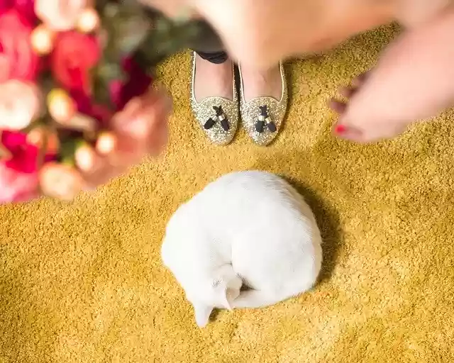 Free download Cat Waterlily Nala -  free photo or picture to be edited with GIMP online image editor