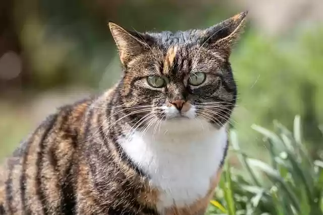 Free download cat whiskers cat face grass nature free picture to be edited with GIMP free online image editor