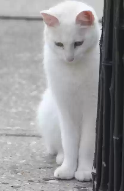 Free download cat white cat standing kitten free picture to be edited with GIMP free online image editor