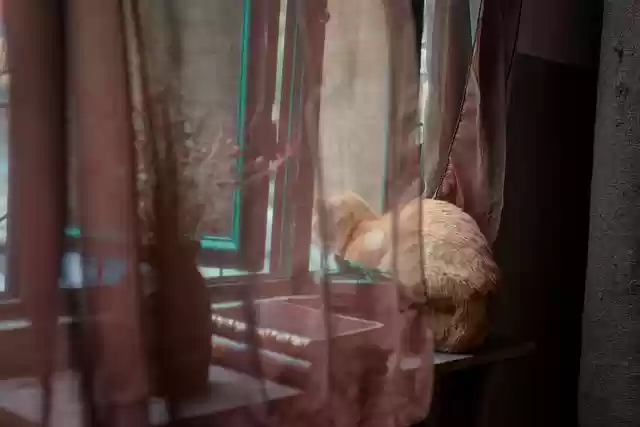 Free download cat window by the window curious free picture to be edited with GIMP free online image editor