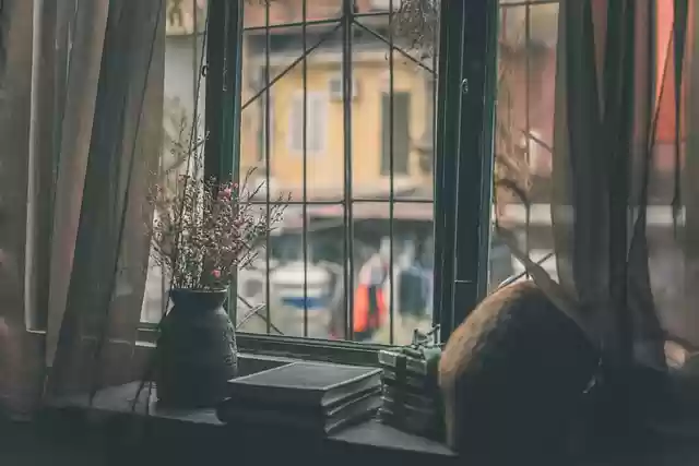Free download cat window by the window flowers free picture to be edited with GIMP free online image editor