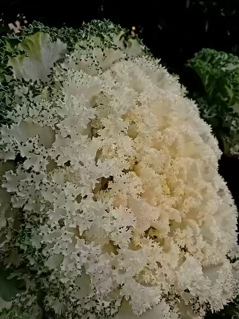 Free download Cauliflower Green White free photo template to be edited with GIMP online image editor