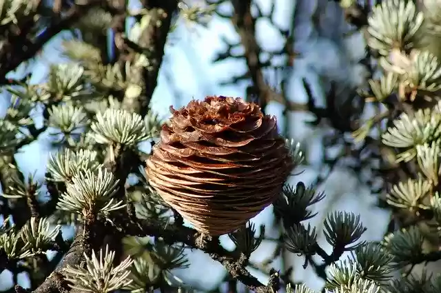 Free download Cedar Of The Himalayas Cedrus -  free free photo or picture to be edited with GIMP online image editor