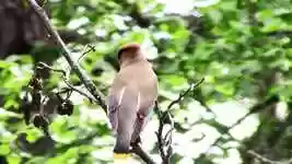 Tải xuống miễn phí Cedar Waxwing Bird - chỉnh sửa video miễn phí bằng trình chỉnh sửa video trực tuyến OpenShot