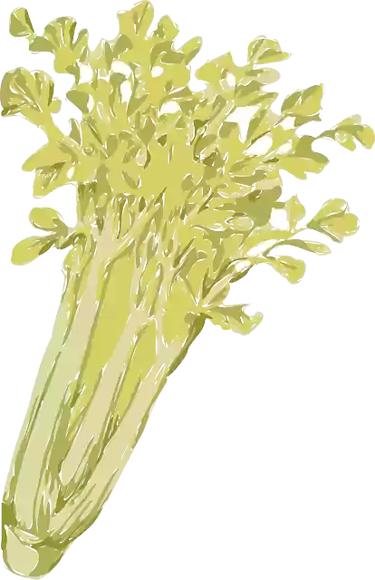 Free download Celery Vegetables Green - Free vector graphic on Pixabay free illustration to be edited with GIMP free online image editor