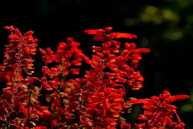 Free download celosia flower botany flora free picture to be edited with GIMP free online image editor