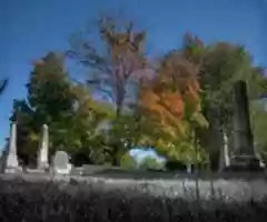 Free download Cemetery Tree free photo or picture to be edited with GIMP online image editor