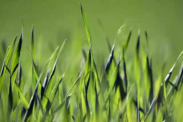 Free download cereal agriculture field green free picture to be edited with GIMP free online image editor