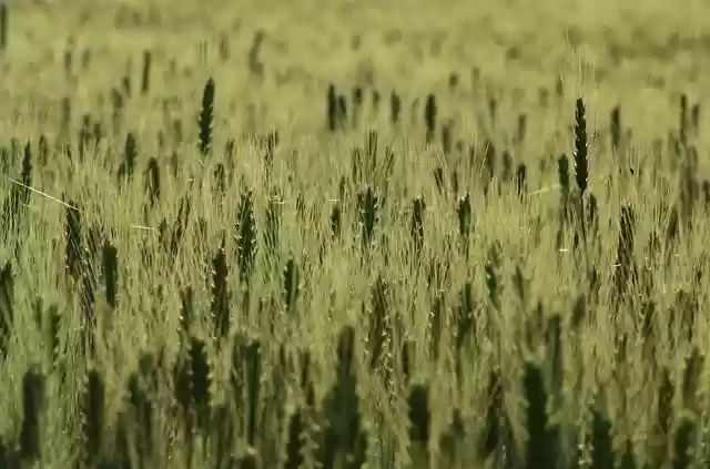 Free download cereal field food cultivation free picture to be edited with GIMP free online image editor