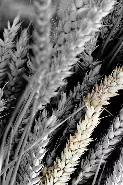 Free download Cereals Bread Wheat -  free photo or picture to be edited with GIMP online image editor