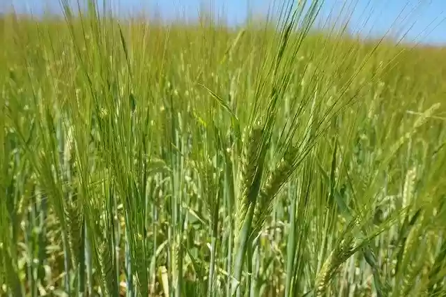 Free download Cereals Summer Field -  free photo or picture to be edited with GIMP online image editor