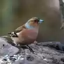 CHAFFINCH Theme  screen for extension Chrome web store in OffiDocs Chromium