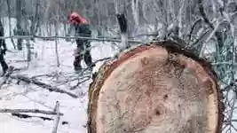 Free download Chainsaw Still Forest -  free video to be edited with OpenShot online video editor