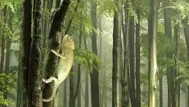 Free download Chameleon Animal Tree -  free photo or picture to be edited with GIMP online image editor