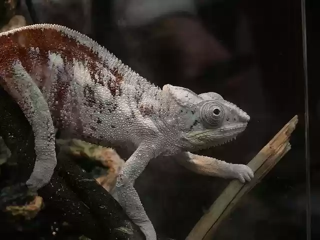 Free download Chameleon Reptile Lizard -  free photo or picture to be edited with GIMP online image editor