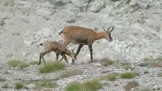 Chamois Alpes Du Sud Colを無料でダウンロード - GIMPオンライン画像エディタで編集できる無料の写真や画像