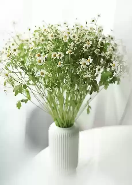 Free download chamomile flowers daisies bouquet free picture to be edited with GIMP free online image editor