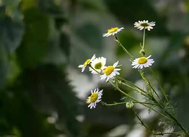 Free download chamomile nature flower wallpaper free picture to be edited with GIMP free online image editor