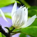 Champaca flower wallpaper  screen for extension Chrome web store in OffiDocs Chromium