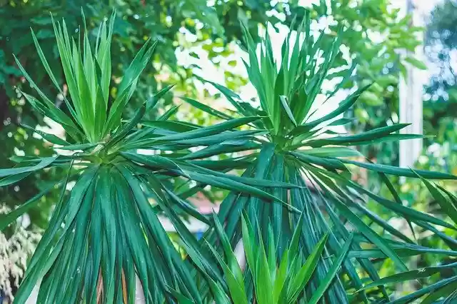 Free download Chan Pha Tree Green -  free free photo or picture to be edited with GIMP online image editor