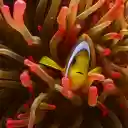 Charming clownfish  screen for extension Chrome web store in OffiDocs Chromium
