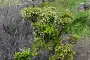 Free download Chaura berries on Gable Island free photo or picture to be edited with GIMP online image editor