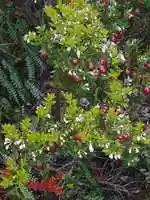 Free download Chaura on Gable Island free photo or picture to be edited with GIMP online image editor