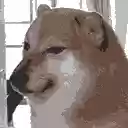 Cheems Translator  screen for extension Chrome web store in OffiDocs Chromium