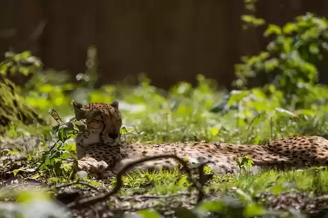 免费下载 Cheetah Animal Nature - 使用 GIMP 在线图像编辑器编辑的免费照片或图片