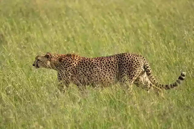 Free download cheetah mammal wildlife animal free picture to be edited with GIMP free online image editor