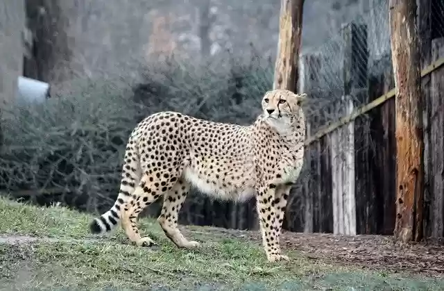 Free download Cheetah Zoo Beast -  free photo or picture to be edited with GIMP online image editor